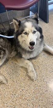 Siberian Husky Dogs Available for Adoption in Doral, Florida - BLUE | PetCurious