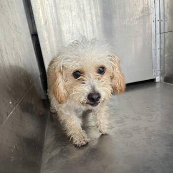 Marranito -  Poodle and Mixed Breed Dog for Adoption in Edinburg, Texas - Marranito | PetCurious