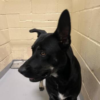 Derik -  Australian Kelpie Dog for Adoption in Lufkin, Texas - Derik | PetCurious