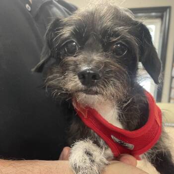 Matilda Dorchester -  Mixed Breed Dog for Adoption in Savannah, Georgia - Matilda Dorchester | PetCurious