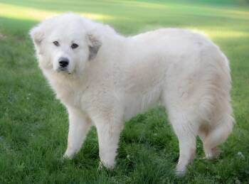 Emmie -  Great Pyrenees and Australian Shepherd Dog Available for Adoption in Nashville, Tennessee - Emmie | PetCurious