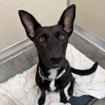 Maui -  Pit Bull Terrier and Mixed Breed Dog for Adoption in Los Angeles, California - Maui | PetCurious