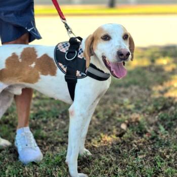 Rescue Hound and Beagle Dogs for Adoption in New Orleans, Louisiana - Jake The Dog | PetCurious