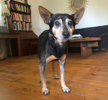 Rescue Chihuahua Dogs for Adoption in Columbus, Ohio - Edwin | PetCurious