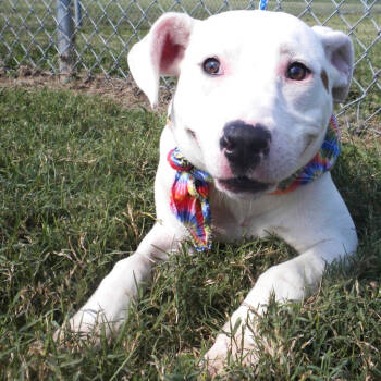 Rescue Mixed Breed Dogs for Adoption in Jeffersonville, Indiana - Minnie | PetCurious