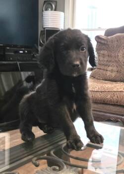 Roscoe -  Labradoodle Dog for Adoption in Memphis, Tennessee - Roscoe | PetCurious