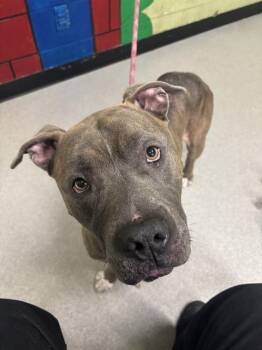 Rescue Pit Bull Terrier Dogs for Adoption in Indianapolis, Indiana - EKO | PetCurious