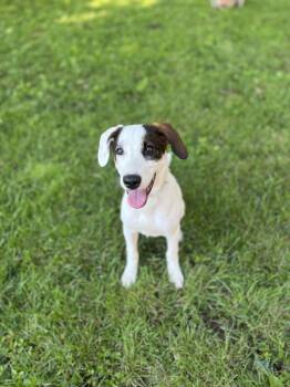 Daisy -  Mixed Breed Dog for Adoption in Sherman, Illinois - Daisy | PetCurious