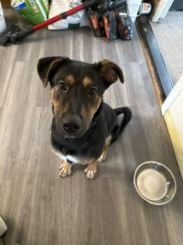 Mixed Breed Dogs Available for Adoption in Holbrook, New York - BLIPPI | PetCurious