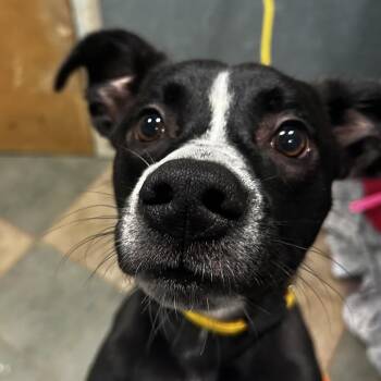Billy Bob -  Mixed Breed Dog for Adoption in Chattanooga, Tennessee - Billy Bob | PetCurious