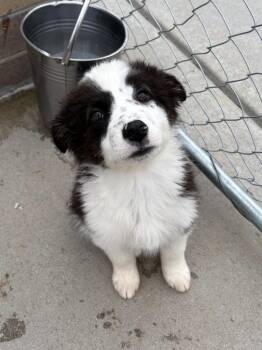 Retriever and Shepherd Dogs Available for Adoption - Gurdy | PetCurious