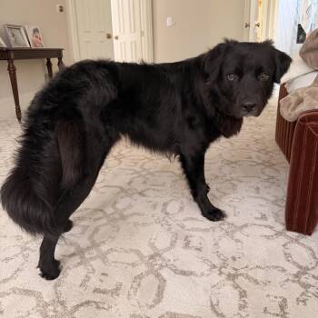 Harry/Bruno -  Great Pyrenees and Mixed Breed Dog for Adoption in Houston, Texas - Harry/Bruno | PetCurious