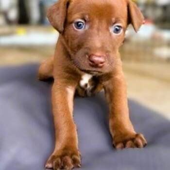 Ciara -  German Shepherd Dog and Mixed Breed Dog for Adoption in Austin, Texas - Ciara | PetCurious