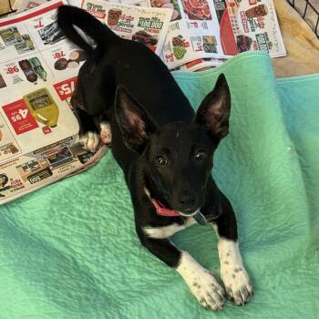 Dachshund and Terrier Dogs Available for Adoption - Aphrodite | PetCurious