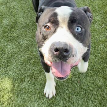 Wallaby -  Mixed Breed Dog for Adoption in Winston-salem, North Carolina - Wallaby | PetCurious