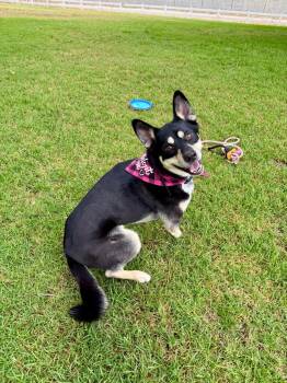 Rescue Husky and German Shepherd Dog Dogs for Adoption in Los Angeles, California - Bailey | PetCurious