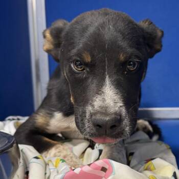 Mixed Breed Dogs Available for Adoption - 104842 | PetCurious