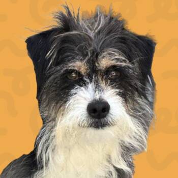 Voodoo -  Terrier Dog for Adoption in Reno, Nevada - Voodoo | PetCurious