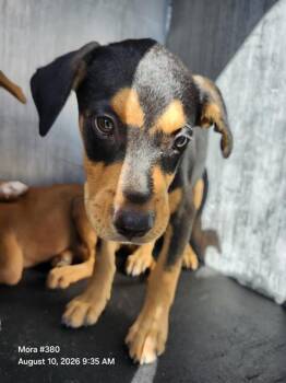 3 PUPPY -  Terrier Dog for Adoption in San Antonio, Texas - 3 PUPPY | PetCurious