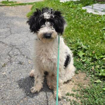 Wilma -  Shih Tzu and Poodle Dog for Adoption - Wilma | PetCurious