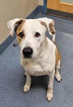 Bravo -  Mixed Breed Dog for Adoption in Suffolk, Virginia - Bravo | PetCurious