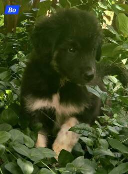 Bo -  Great Pyrenees Dog for Adoption in Alexander, Arkansas - Bo | PetCurious