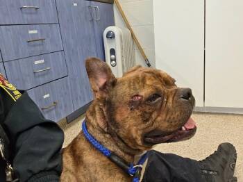 American Bulldog and Mixed Breed Dogs Available for Adoption - King George | PetCurious