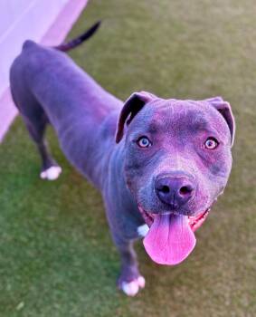 Catalpa --Courtesy Post. Out of town pet. See below for details- -  Pit Bull Terrier Dog for Adoption in Eagle, Idaho - Catalpa --Courtesy Post. Out Of Town Pet. See Below For Details- | PetCurious