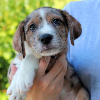 CT Burn avail Aug 15 (Tractor Supply- Putnam, CT) -  Australian Shepherd and Mixed Breed Dog for Adoption in Stormville, New York - CT Burn Avail Aug 15 (Tractor Supply- Putnam, CT) | PetCurious