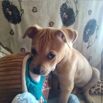 Rosemary aka Jessie -  English Bulldog and Shepherd Dog for Adoption in Shorewood, Illinois - Rosemary Aka Jessie | PetCurious