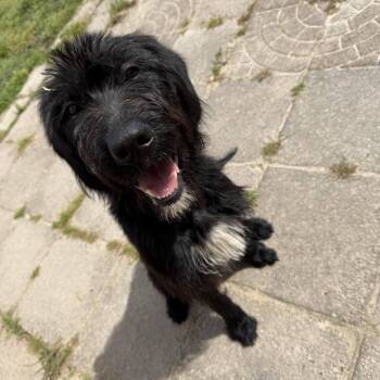 Poodle and Mixed Breed Dogs Available for Adoption in Myrtle Beach, South Carolina - Bolt | PetCurious