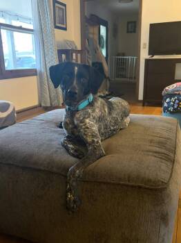 German Wirehaired Pointer Dogs Available for Adoption in New London, Wisconsin - Marley | PetCurious