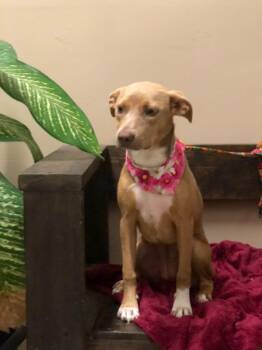 Rescue Mixed Breed Dogs for Adoption in Palm Desert, California - Eve ( Foxy ) | PetCurious