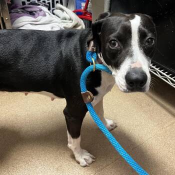 Mellow -  Mixed Breed Dog for Adoption in Chattanooga, Tennessee - Mellow | PetCurious