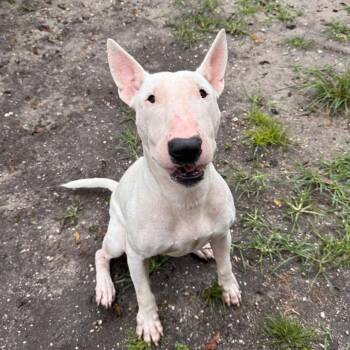Target -  Mixed Breed and Bull Terrier Dog for Adoption in Lake Panasoffkee, Florida - Target | PetCurious