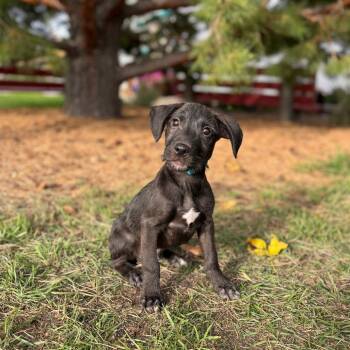 Lennon--In Foster -  Mixed Breed Dog for Adoption in Fargo, North Dakota - Lennon--In Foster | PetCurious