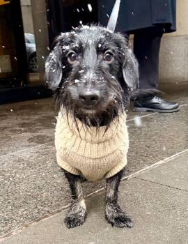 Dachshund and Wirehaired Dachshund Dogs Available for Adoption in New York, New York - Phillip | PetCurious