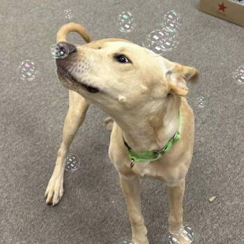 Tanner -  Labrador Retriever Dog for Adoption in Long Beach, Washington - Tanner | PetCurious