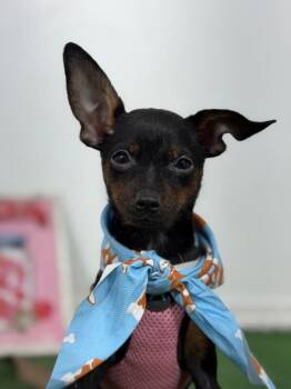 Alfie-One of our Amazing Rescue Dogs -  Miniature Pinscher and Mixed Breed Dog for Adoption in Carlsbad, California - Alfie-One Of Our Amazing Rescue Dogs | PetCurious