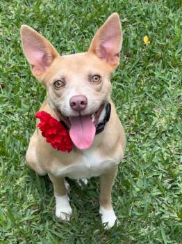 Basenji and Australian Kelpie Dogs Available for Adoption in Houston, Texas - Valerie Rose | PetCurious