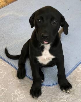 Labrador Retriever and American Staffordshire Terrier Dogs Available for Adoption in Kansas City, Missouri - Gable | PetCurious