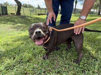 Armani - 1 -  Pit Bull Terrier and Mixed Breed Dog for Adoption in Daytona Beach, Florida - Armani - 1 | PetCurious