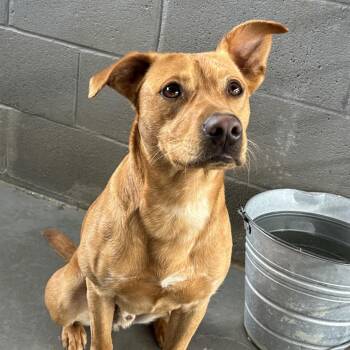 Beagle and Labrador Retriever Dogs Available for Adoption in Manchester, New Hampshire - Ezekiel In NH! Come Meet Our Adoptable Dogs Wed-Sat, More Info I | PetCurious