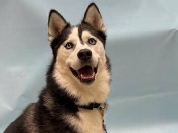 Kiera -  Siberian Husky Dog for Adoption in Minneapolis, Minnesota - Kiera | PetCurious