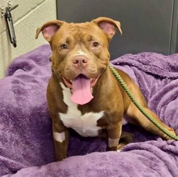 Staffordshire Bull Terrier Dogs Available for Adoption in Clyde, North Carolina - COCO | PetCurious