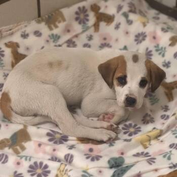 Dharma -  Hound and Labrador Retriever Dog Available for Adoption in Starkville, Mississippi - Dharma | PetCurious