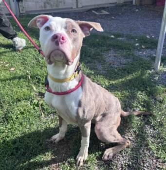 JIBLET -  Pit Bull Terrier Dog for Adoption in Hagerstown, Maryland - JIBLET | PetCurious