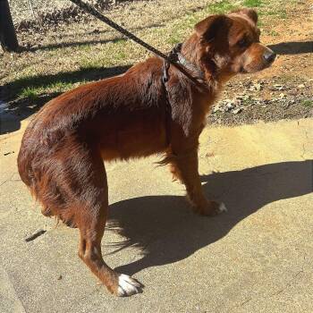 Australian Shepherd Dogs Available for Adoption - Sarge | PetCurious