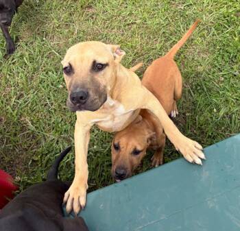 Mixed Breed Dogs Available for Adoption in Bossier City, Louisiana - Wayne | PetCurious