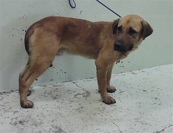 BALTO -  Labrador Retriever and Mixed Breed Dog for Adoption in Houston, Texas - BALTO | PetCurious